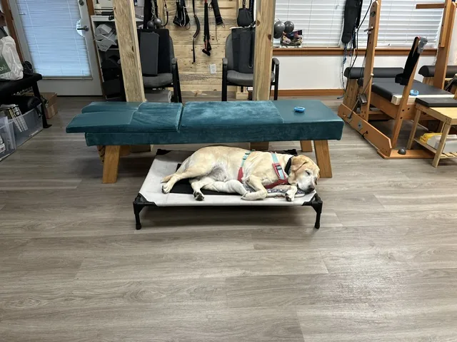 A clinic dog off duty at Spine and Scoliosis Clinic